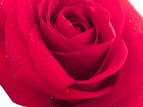 beauty red rose on white. Isolated