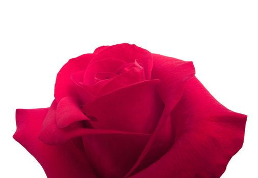beauty red rose on white. Isolated