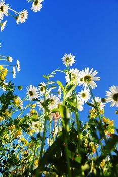 daisy flowers in summer under blue sky from below