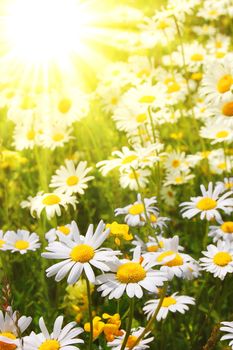 daisy flower on a sunny summer field