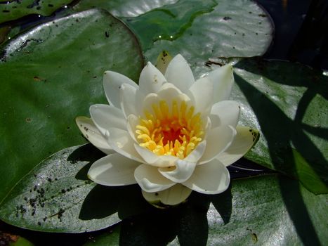 water-lily