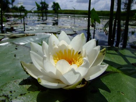 water-lily