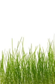 green summer grass isolated on white background