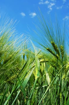 green wheat grain under blue sky on a farm