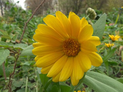 flowering calendula on Meadow