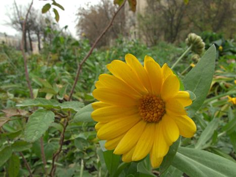 flowering calendula on Meadow