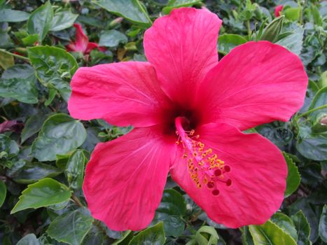 Petals of red flower hibiscus by a canicular day