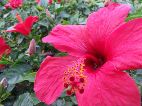 Petals of red flower hibiscus by a canicular day