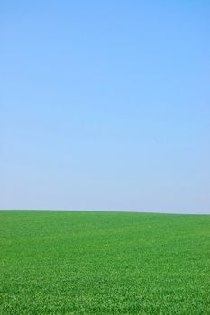 green summer landscape with grass and blue sky