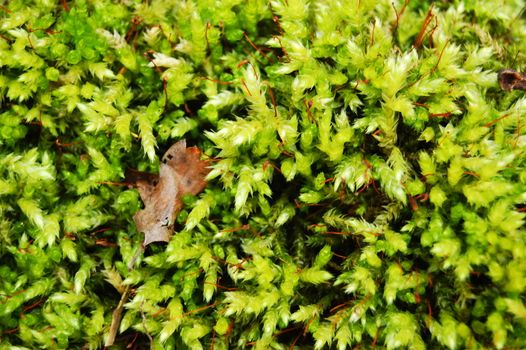 fresh green dosh in the forrest at fall or autumn