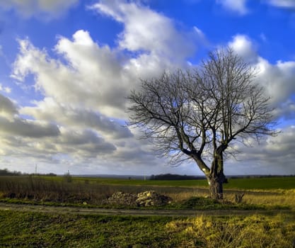 the tree on the meadows