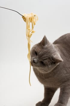 cat playing with spaghetti
