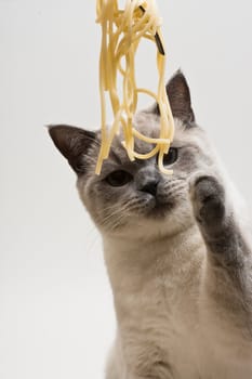 cat playing with spaghetti
