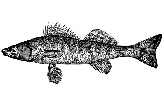 For that what to draw and describe the given figure it would be necessary to read through and see many magazines and books. Illustration. The anatomic, correct image of the Pike perch. The extended body, the pointed snout. A strong teeth in the form of canines. Color - a back the belly white, on sides brown grey spots of 8-10 cross-section strips is green grey, back and tail fins are covered by numbers of dark specks. Weight of 1,2-3 kg, it is long up to 50 sm rare copies in weight of 16 kg Come across is long about 1 meter.