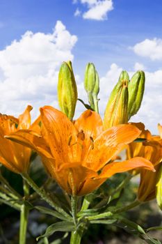 Beautiful lilly on blue cloudy sky background