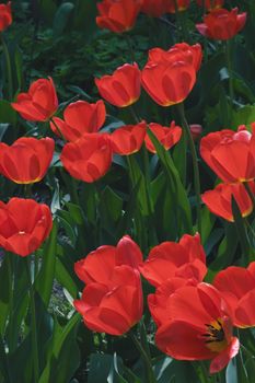 Blossoming tulips with a garden