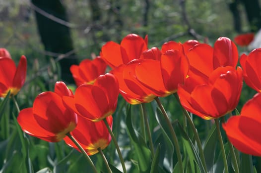 Blossoming tulips with a garden