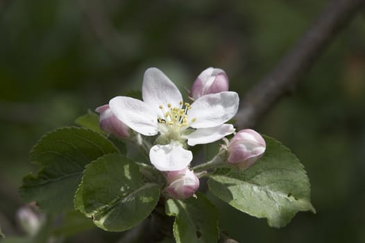 Russia, Krasnodar territory, blossoming trees, spring
