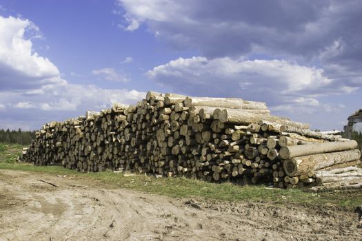 Russia, Leningrad region 2008, preparation of forest products in woods