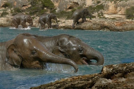 Young Asian Elephants cool off in the river.