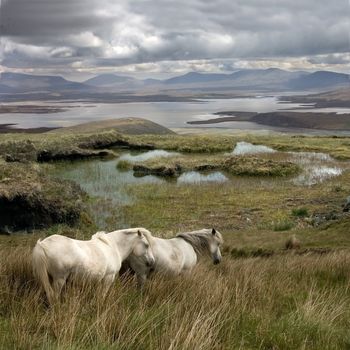 Wild horses free to roam on Achill island Ireland
