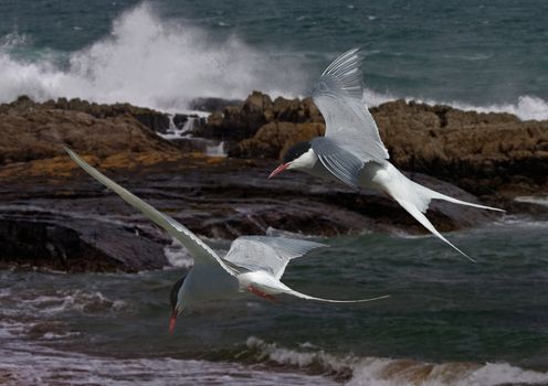 Arctic Terns fly allong the Northumberland coast, where they spend their Summer in England.