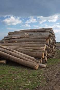 Russia, Leningrad region 2008, preparation of forest products in woods