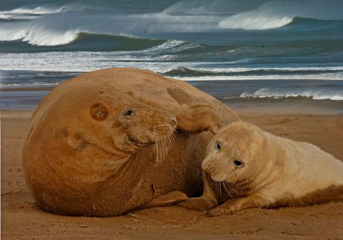 Female Atlantic Grey Seal with her pup at Donna Nook in Lincolnshire, England.