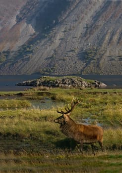 A Red Deer Stag in the Highlands of Scotland.