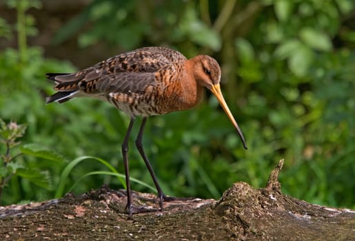 Black Tailed Godwit on a fallen tree.