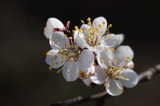 Russia, Krasnodar territory, blossoming trees, spring
