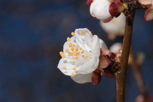 Russia, Krasnodar territory, blossoming trees, spring
