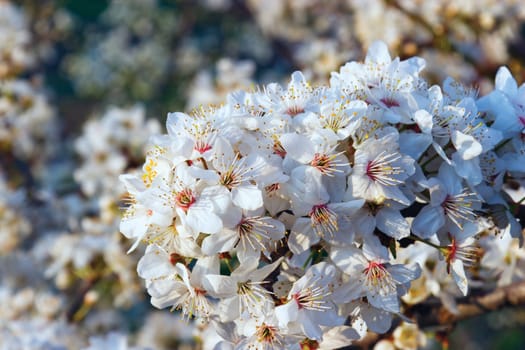 Russia, Krasnodar territory, blossoming trees, spring
