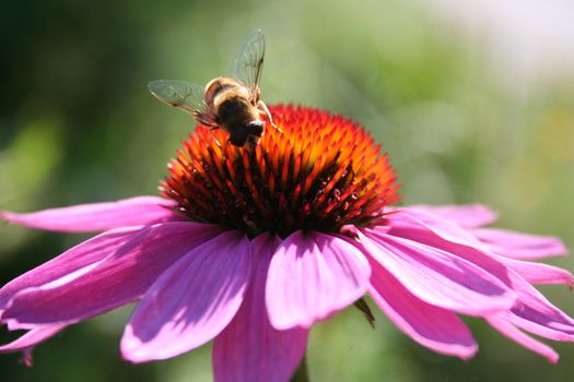 Bee on the flower