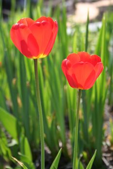 Two tulips