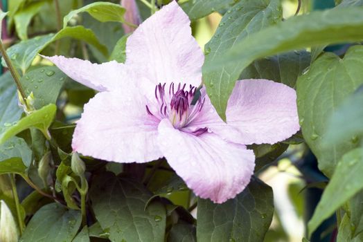 Clematis flowers in a spring garden after shower. Rose clematis