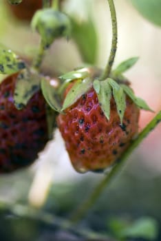 Close up of a delicious strawberry