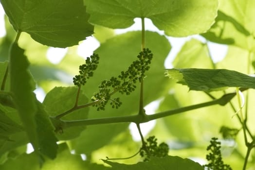 Backlit grape leaves background. Flowers of vine.