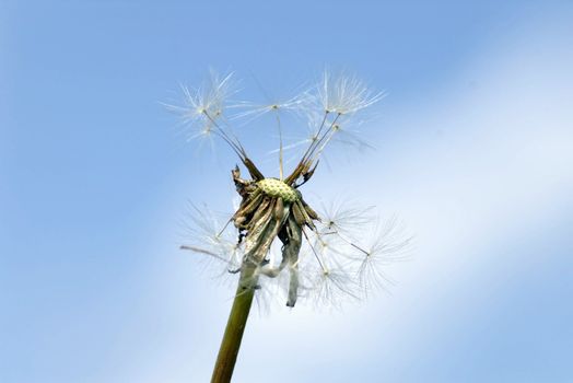 dandelion in meadow with sky background 's