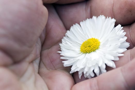 hand hold a white camomiles