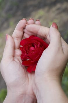 Woman hands with red rose. Close-up flowers of red rose.