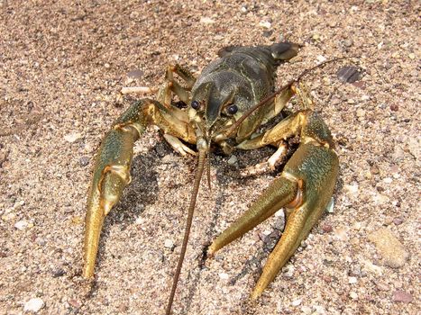 Crawfish. In clear day on sandy I protect.