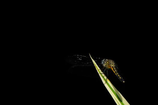 Dragonfly with black background. Photographed as is. Suitable for wallpaper.