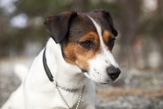 Portrait of a smooth haired Jack Russell Terrier