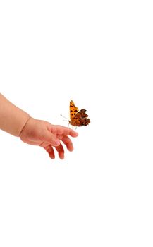 Beautiful butterfly standing on the baby's hand