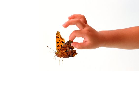 Beautiful butterfly and a baby's hand