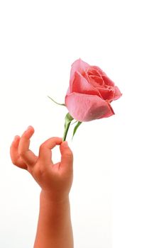 Beautiful rose and a baby's hand