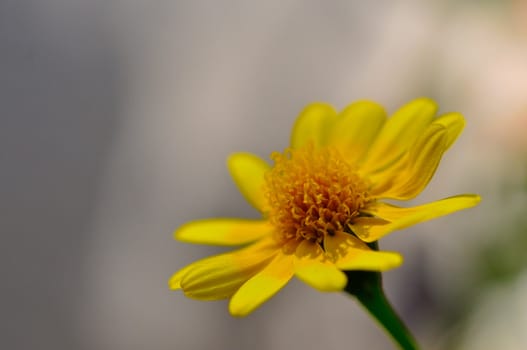 Tiny, yellow, daisy like wildflower