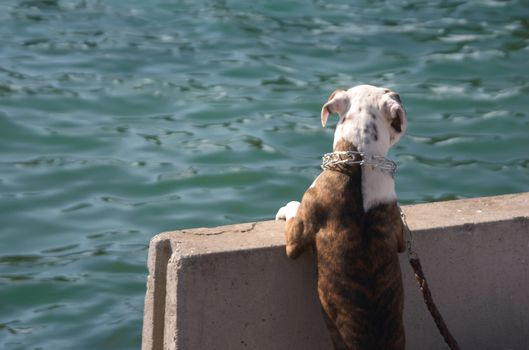 Doggy wants to swim in big ocean