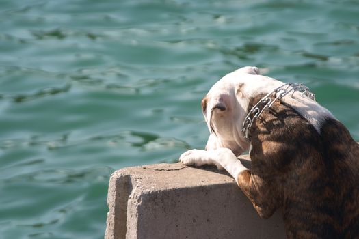 Pretty dog wants to be a sailor